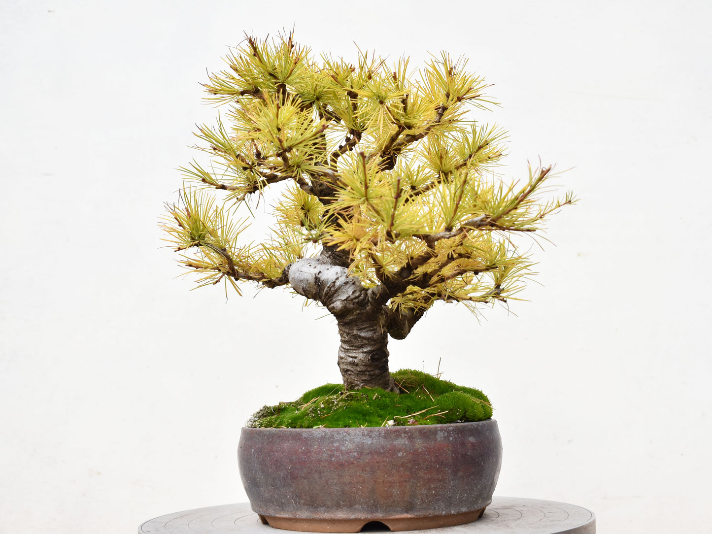 ALERCE EUROPEO (Larix Decidua)