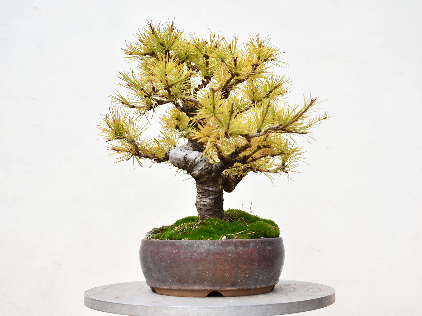 ALERCE EUROPEO (Larix Decidua)