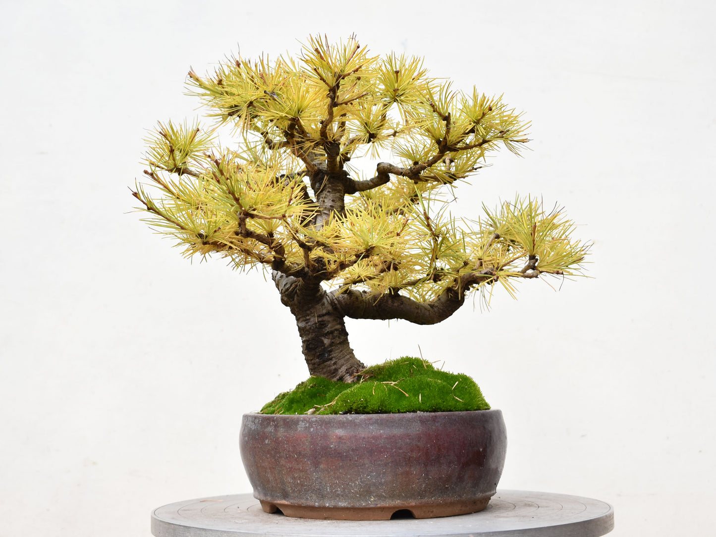 ALERCE EUROPEO (Larix Decidua)