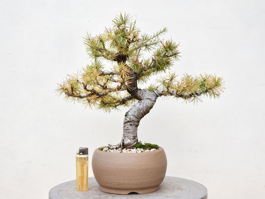 ALERCE EUROPEO (Larix Decidua)