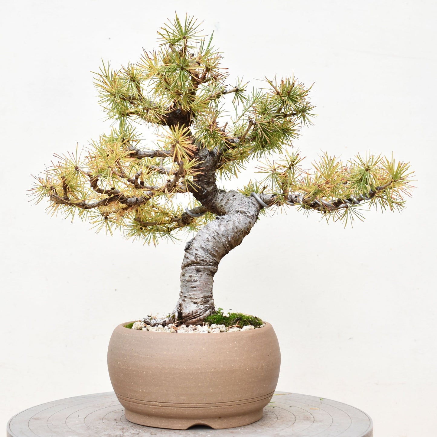 ALERCE EUROPEO (Larix Decidua)