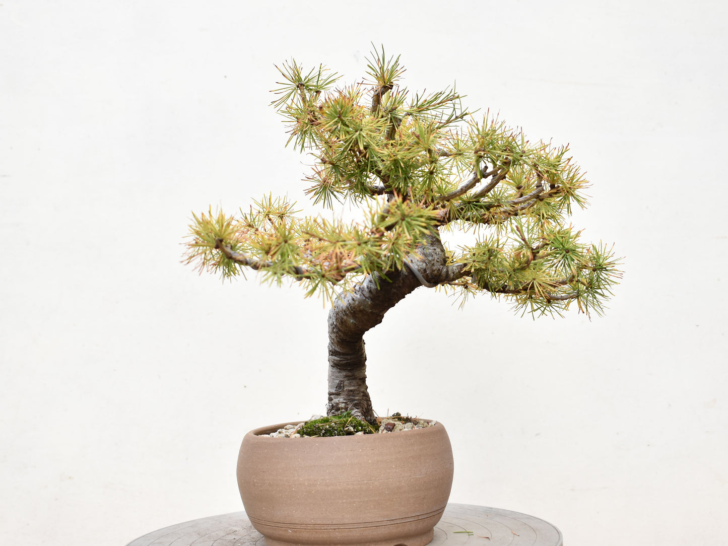 ALERCE EUROPEO (Larix Decidua)