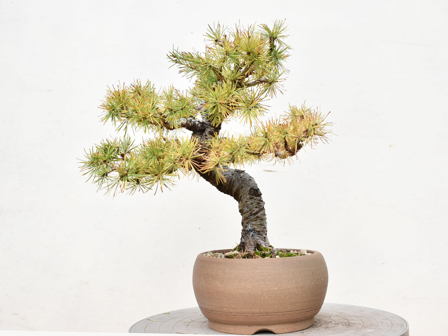 ALERCE EUROPEO (Larix Decidua)