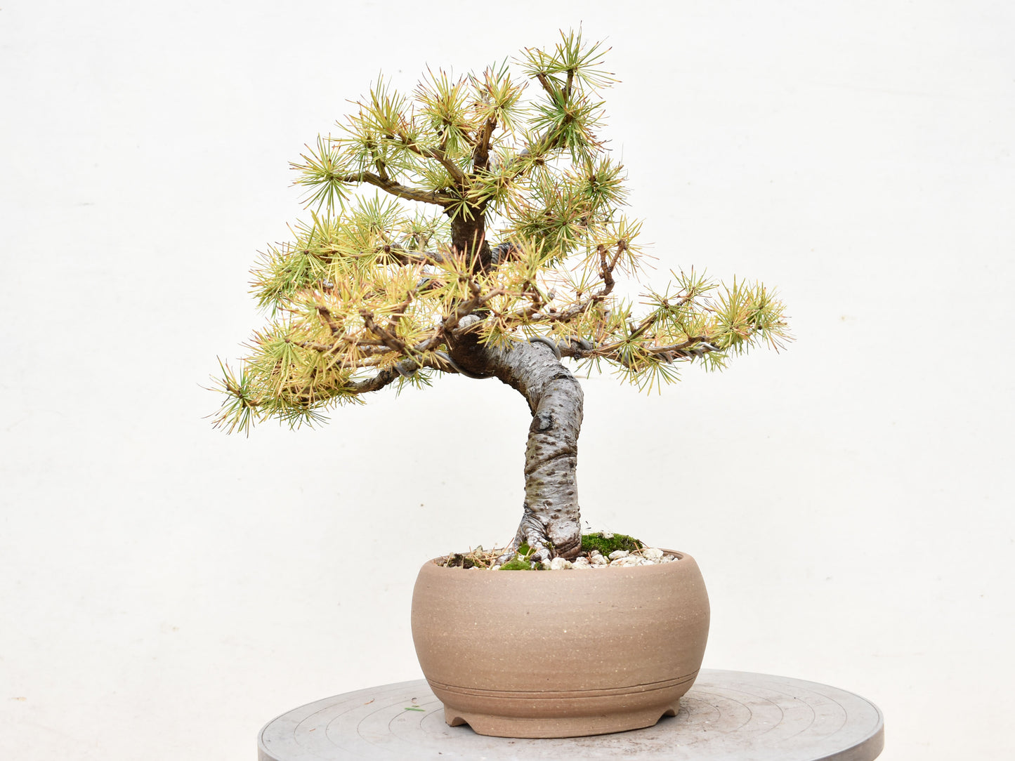 ALERCE EUROPEO (Larix Decidua)