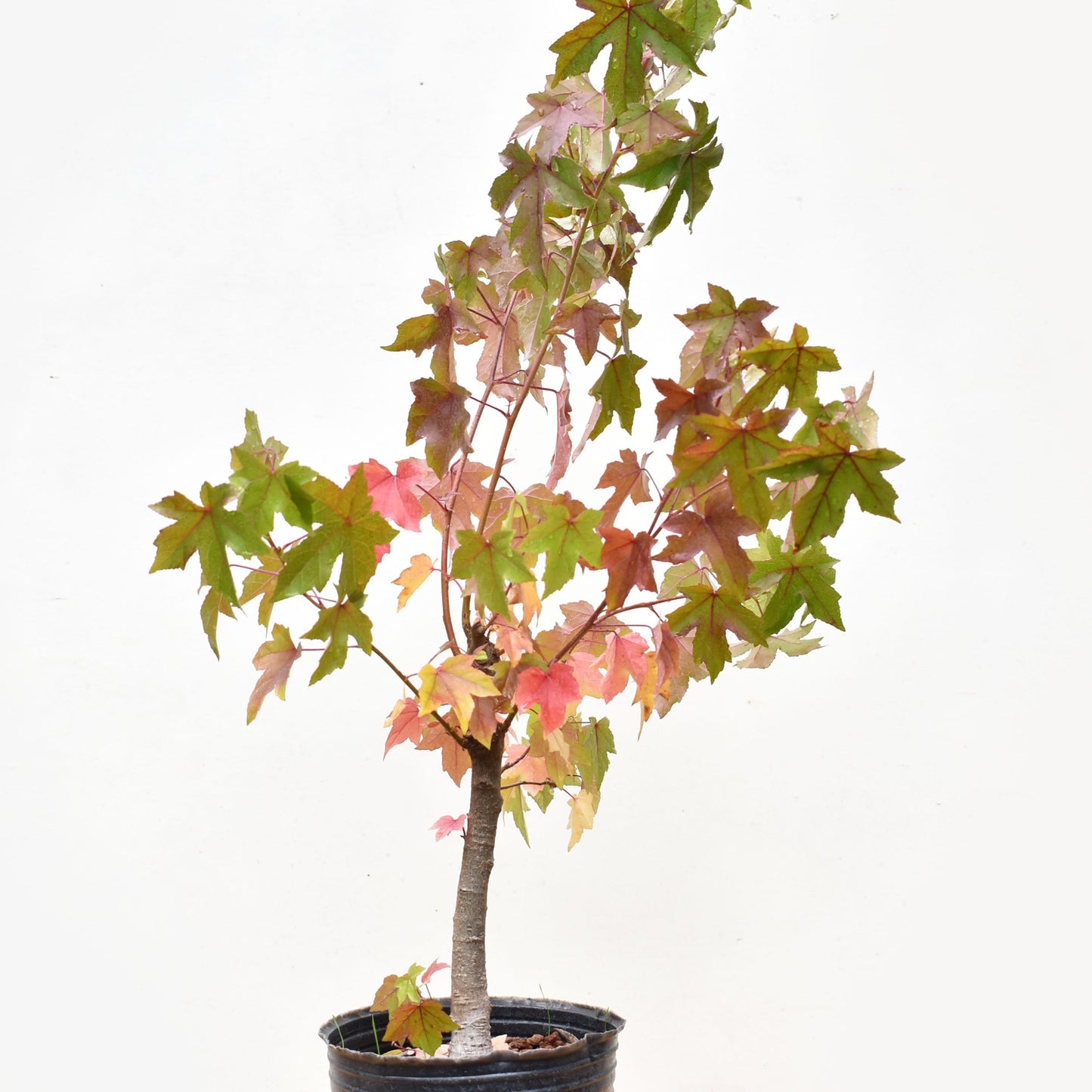 LIQUIDAMBAR (Liquidambar styraciflua)