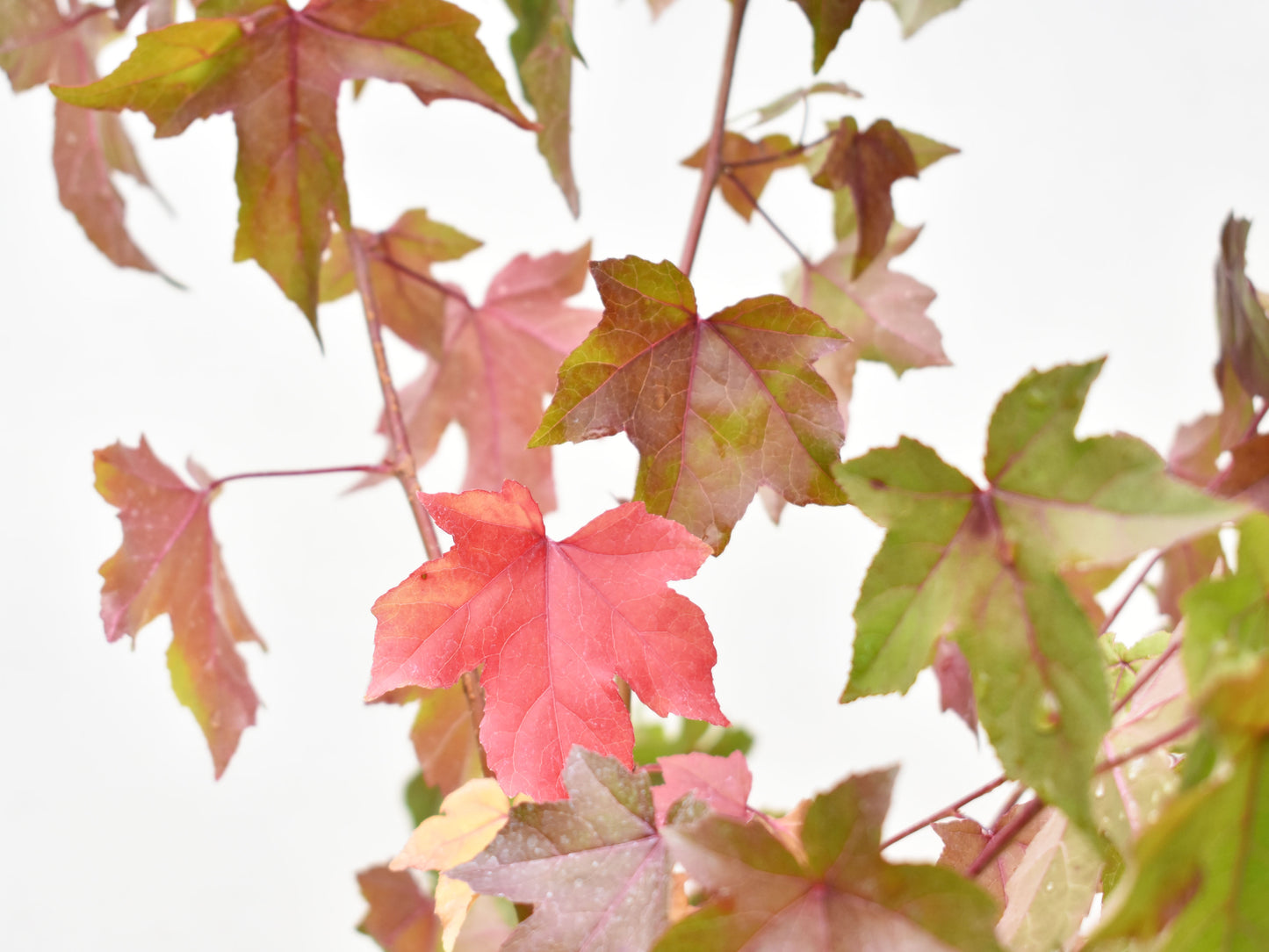 LIQUIDAMBAR (Liquidambar styraciflua)