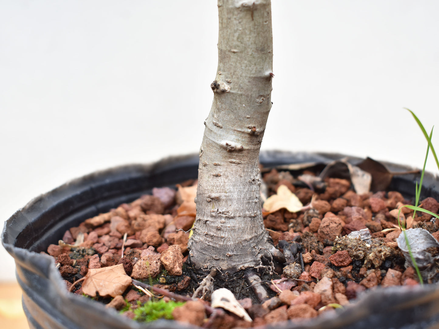 LIQUIDAMBAR (Liquidambar styraciflua)