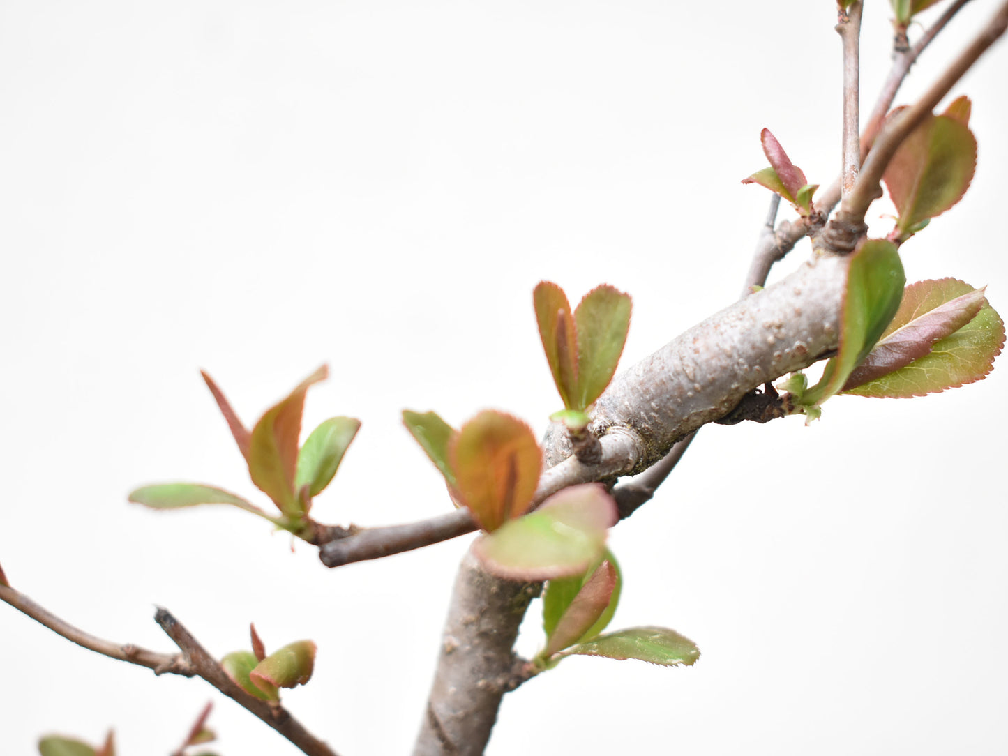 MEMBRILLO DE FLOR