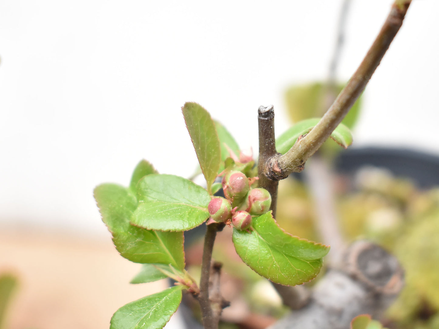 MEMBRILLO DE FLOR