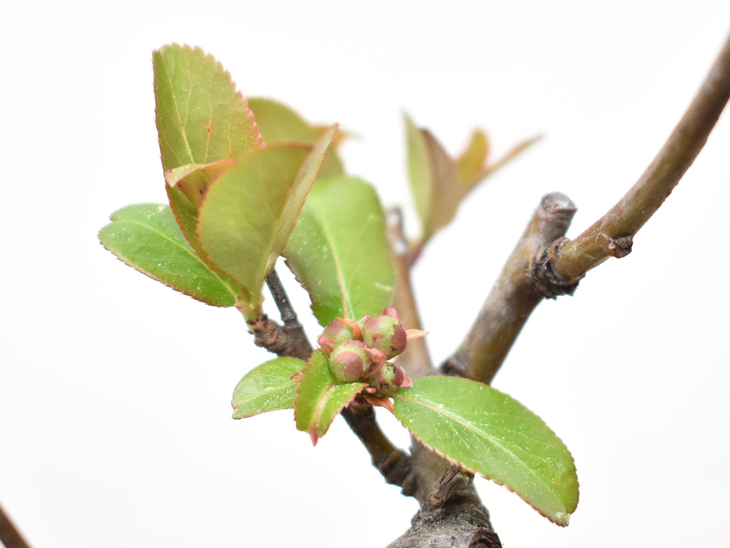 MEMBRILLO DE FLOR