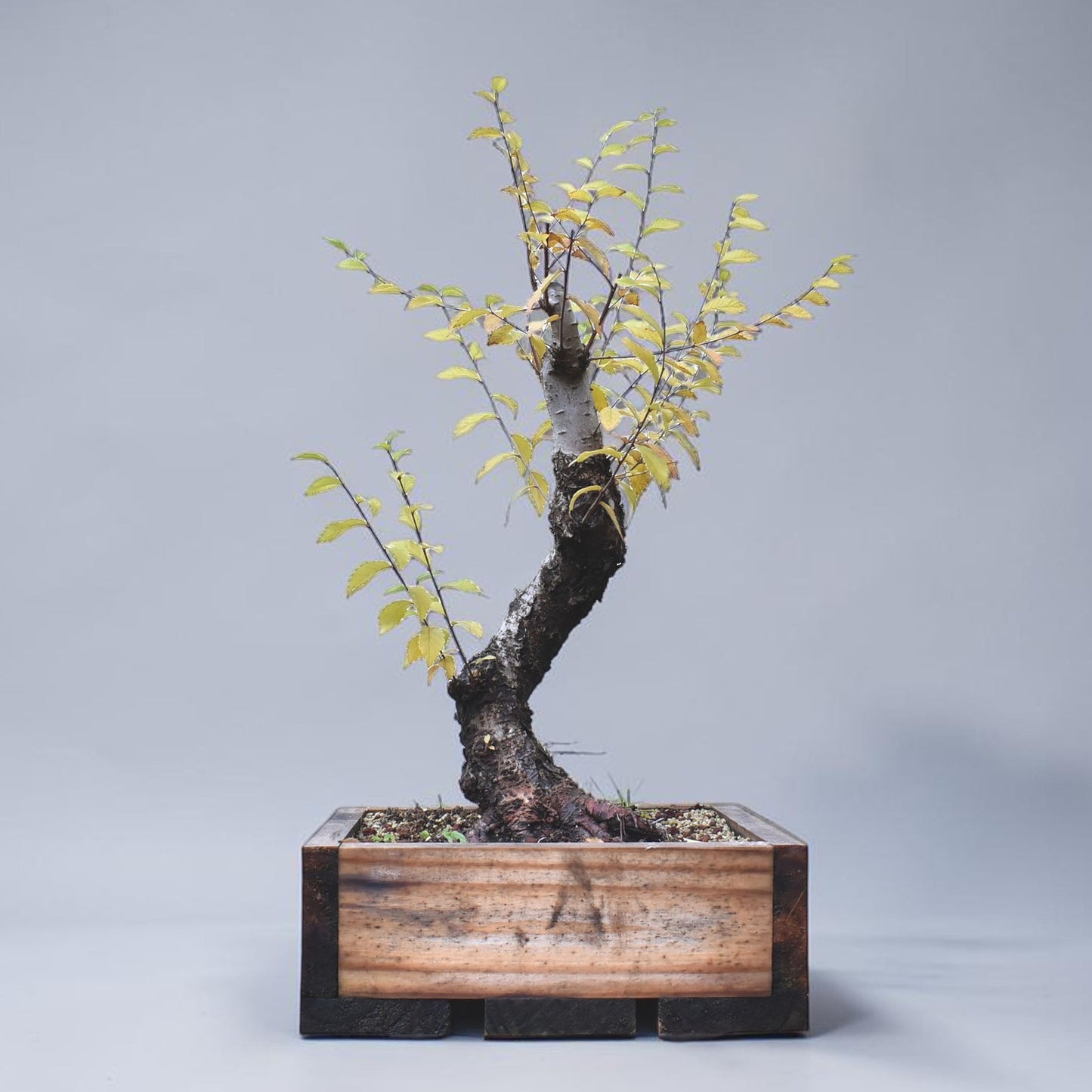 OLMO SIBERIANO (Ulmus Pumila)