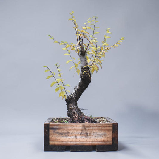 OLMO SIBERIANO (Ulmus Pumila)