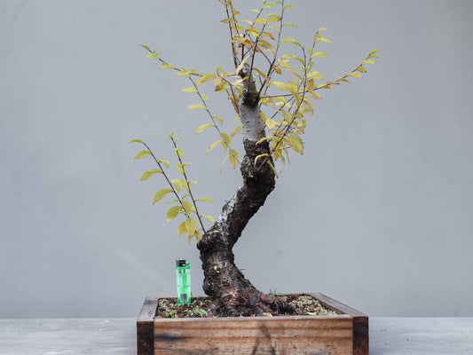 OLMO SIBERIANO (Ulmus Pumila)