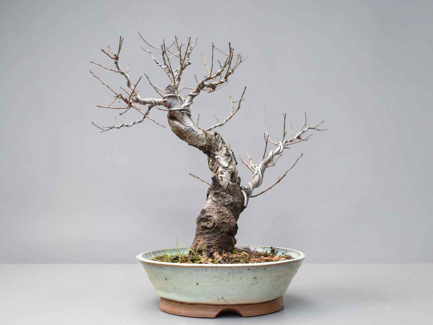 OLMO SIBERIANO (Ulmus Pumila)
