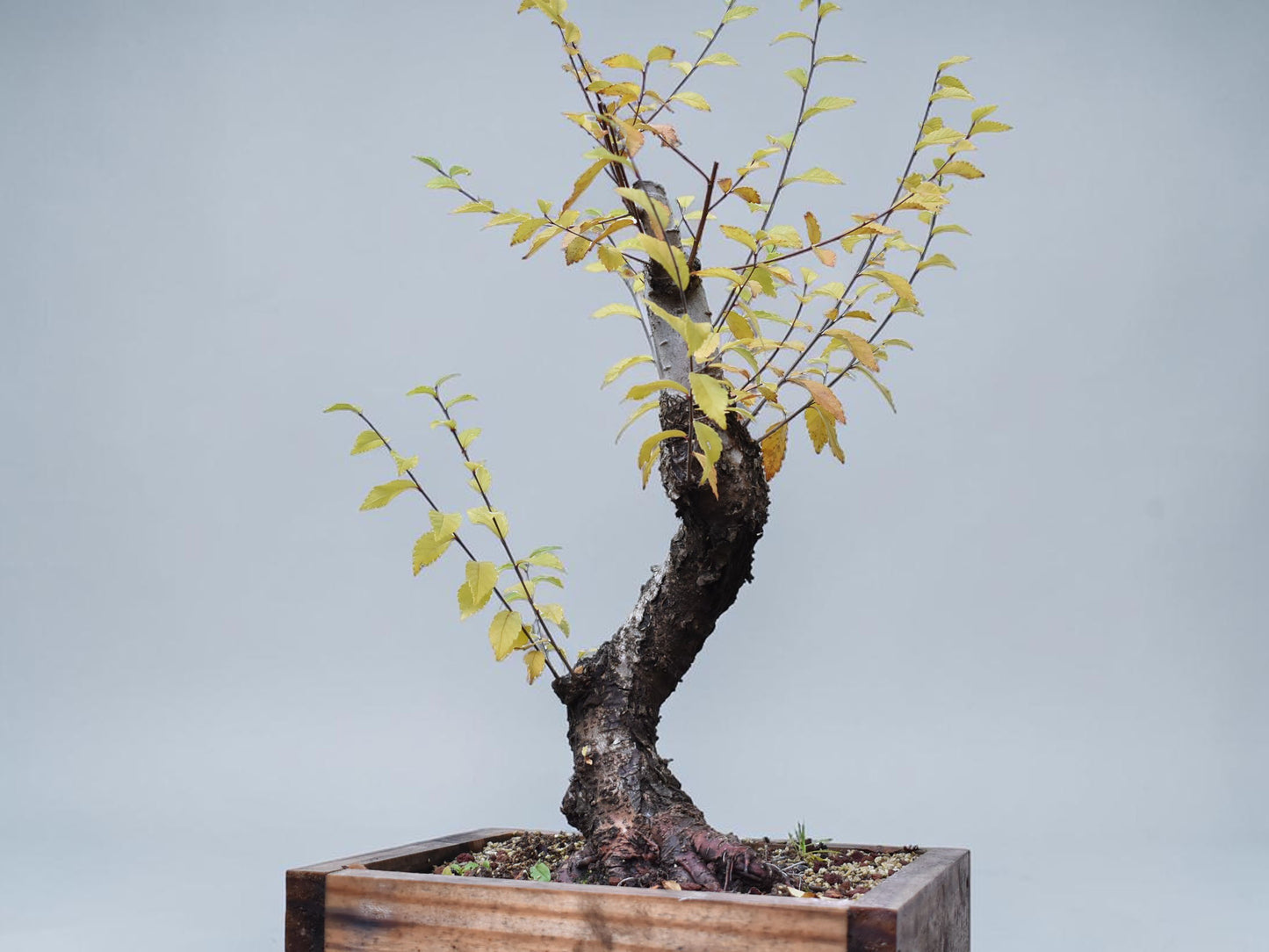 OLMO SIBERIANO (Ulmus Pumila)