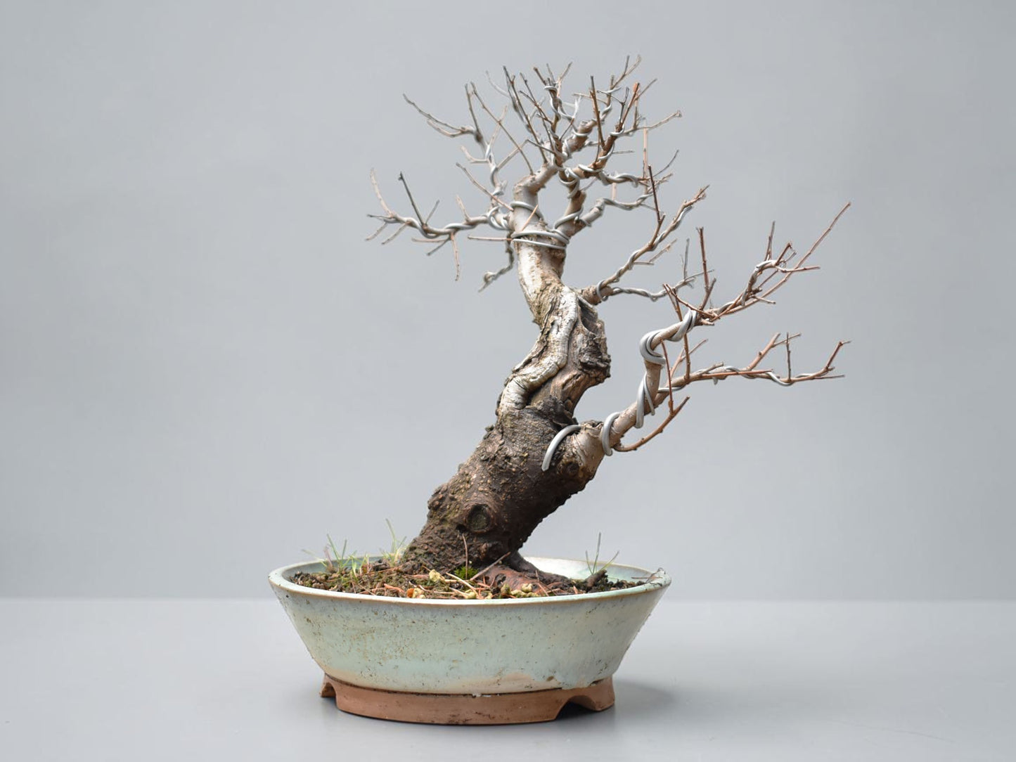 OLMO SIBERIANO (Ulmus Pumila)