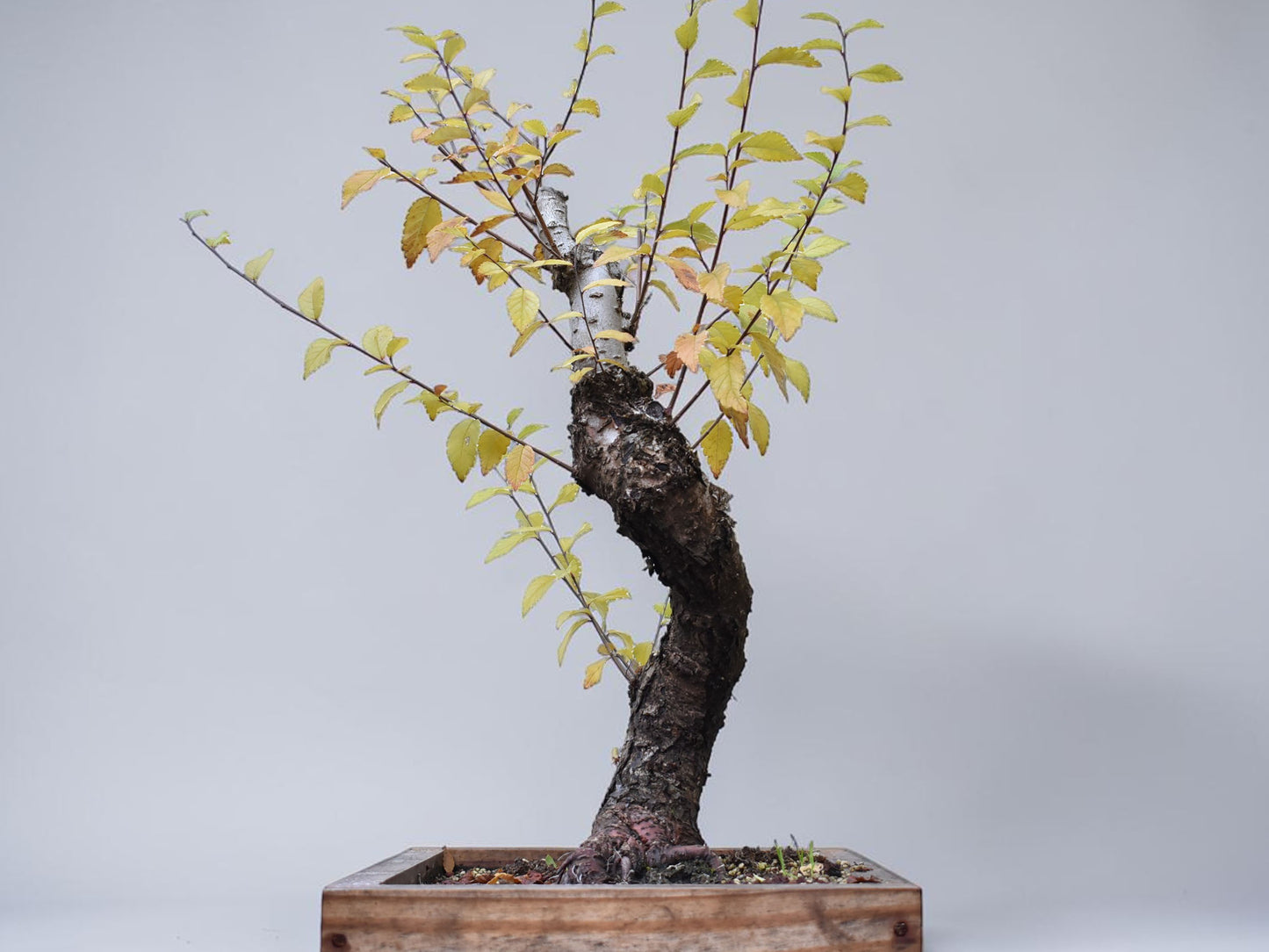 OLMO SIBERIANO (Ulmus Pumila)