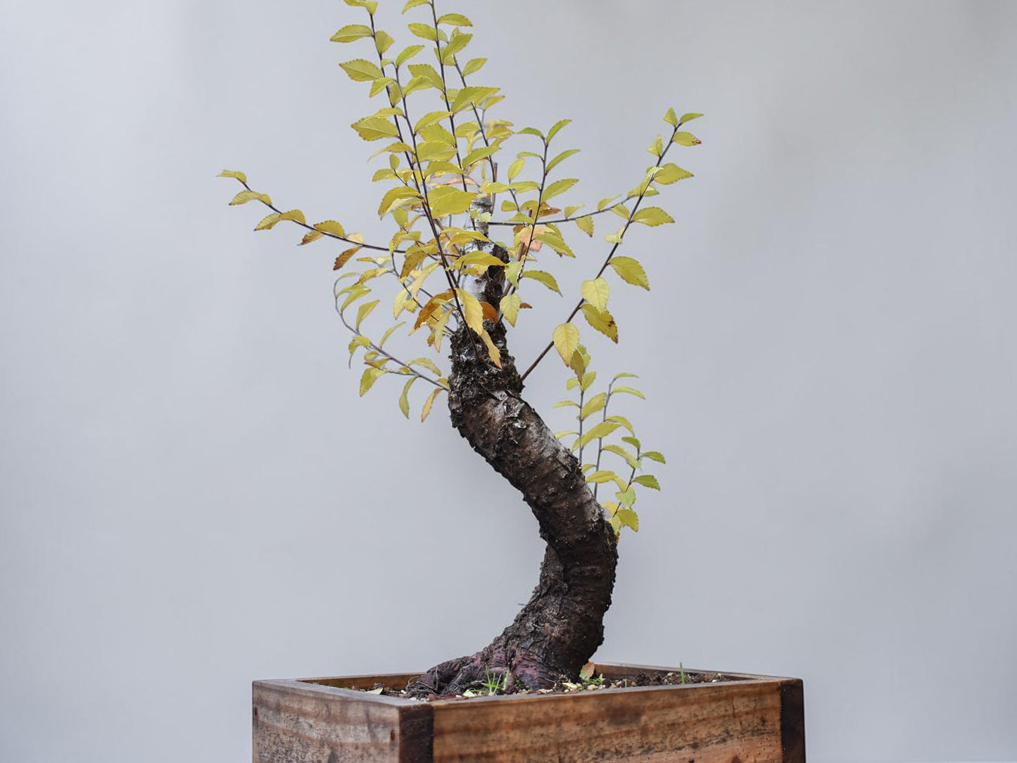 OLMO SIBERIANO (Ulmus Pumila)