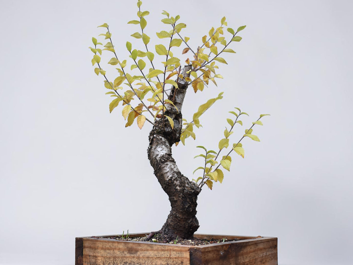 OLMO SIBERIANO (Ulmus Pumila)