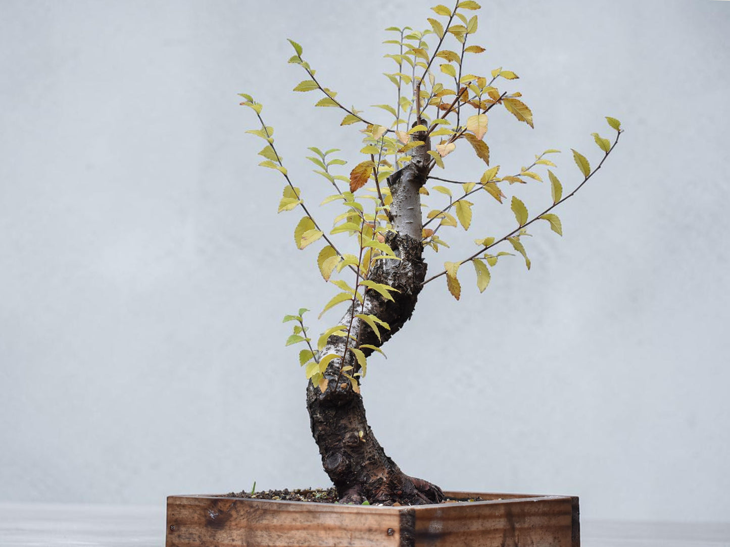 OLMO SIBERIANO (Ulmus Pumila)