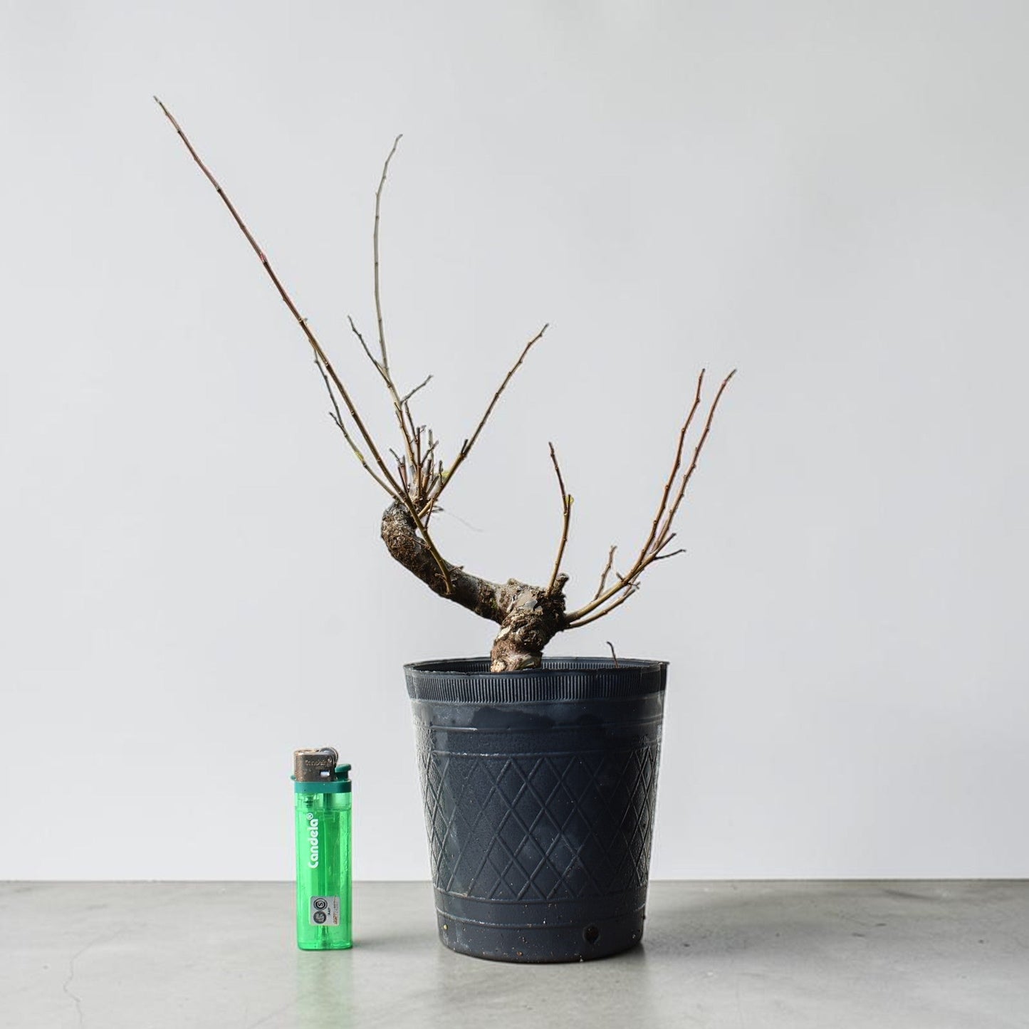OLMO (Ulmus Minor)
