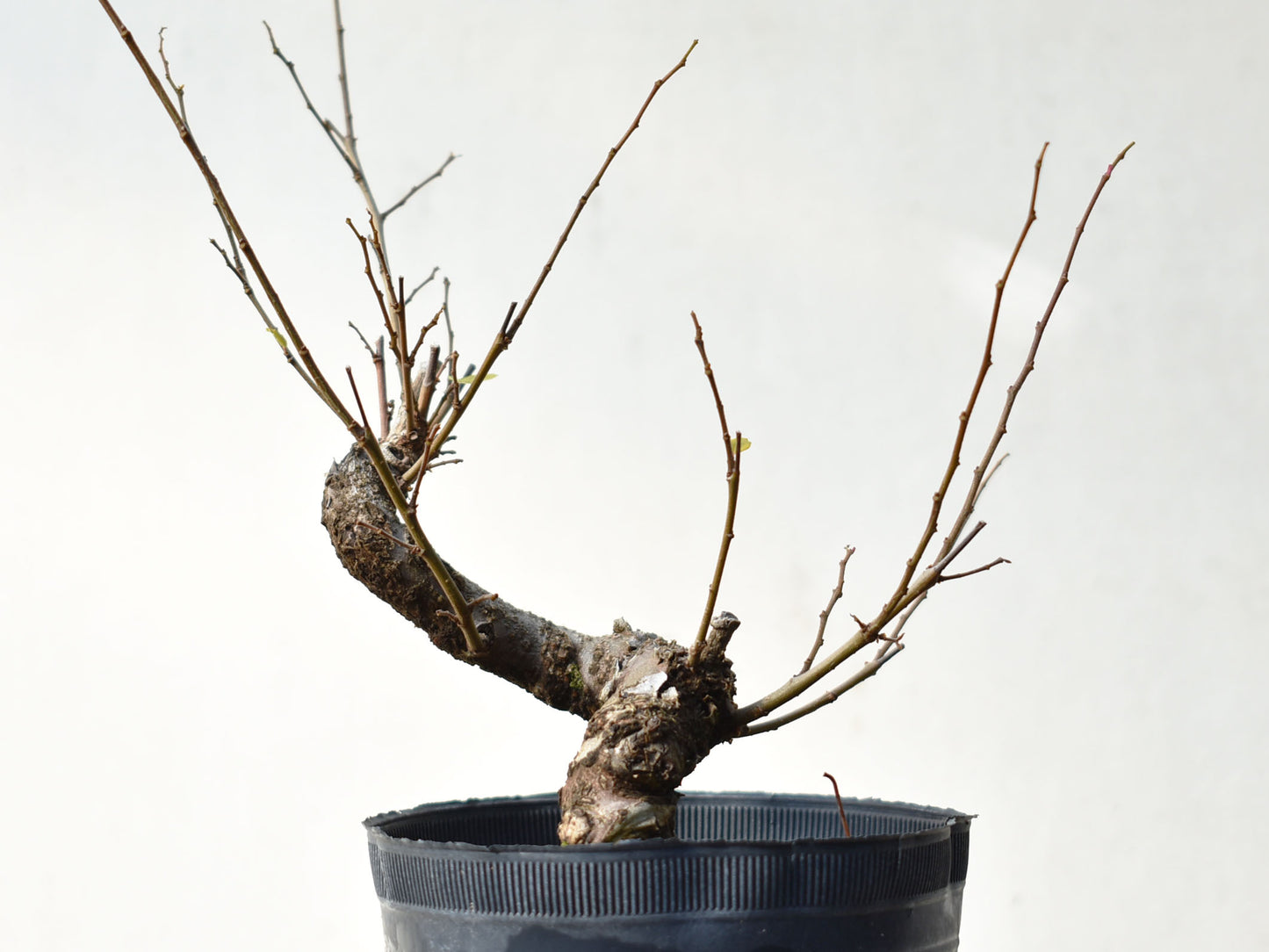 OLMO (Ulmus Minor)