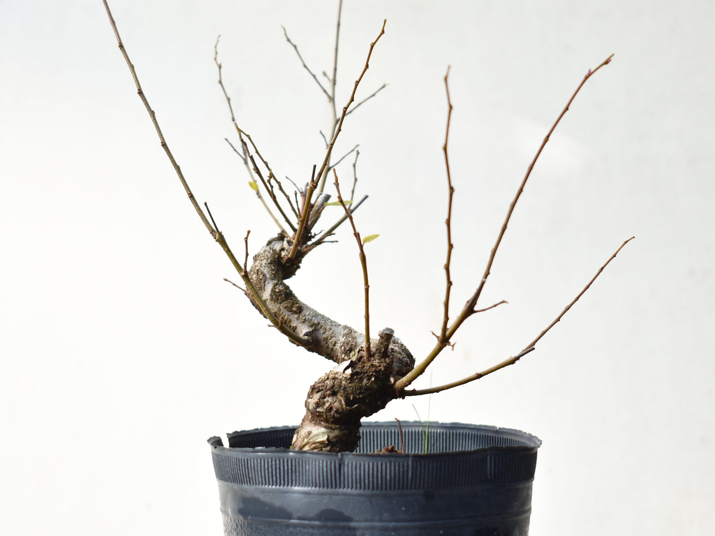 OLMO (Ulmus Minor)
