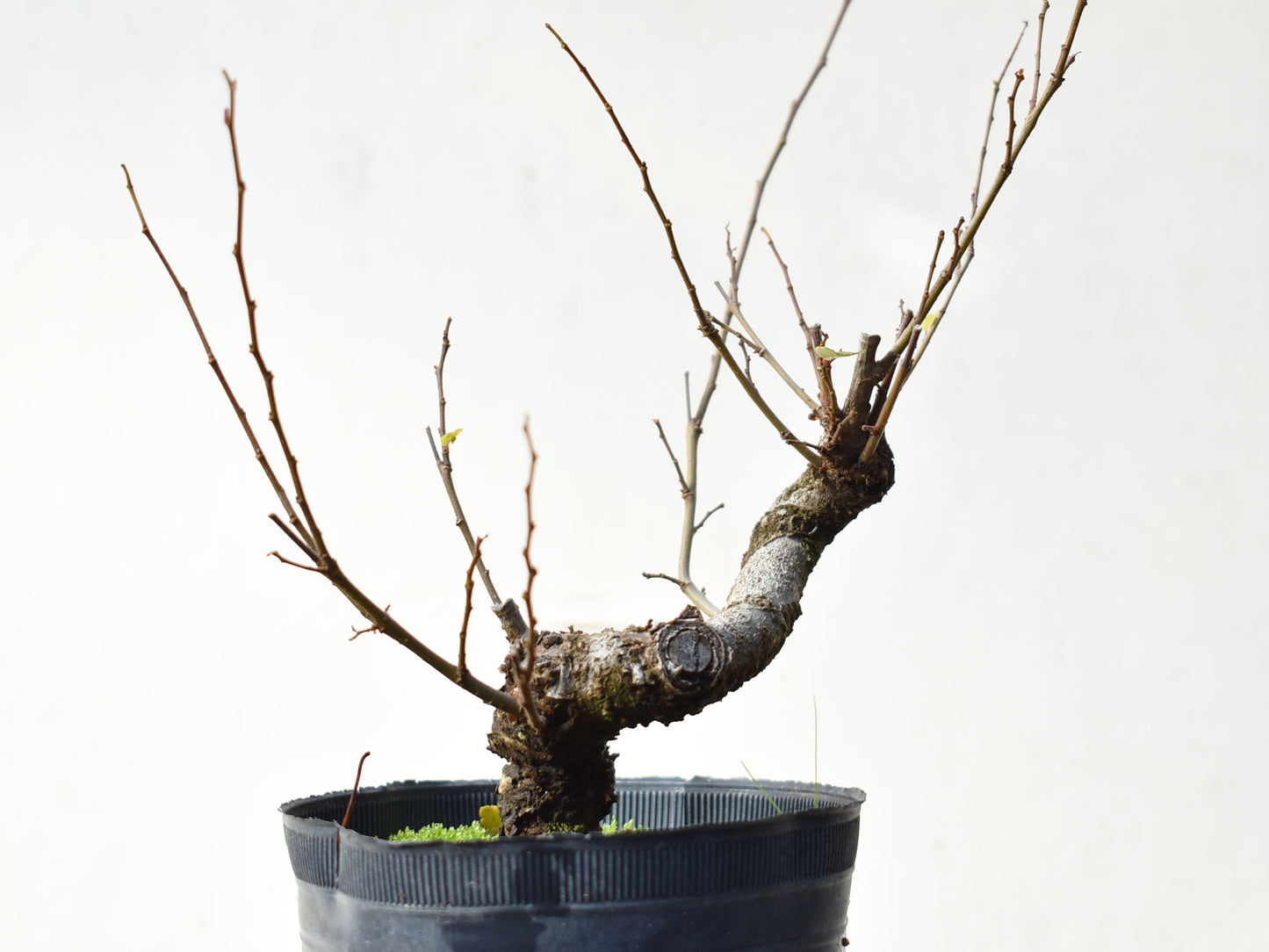 OLMO (Ulmus Minor)