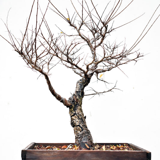 OLMO CHINO (Ulmus Parvifolia)