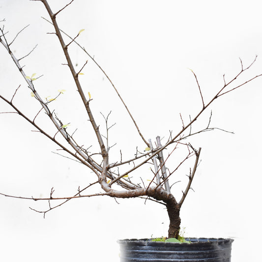 OLMO CHINO (Ulmus Parvifolia)