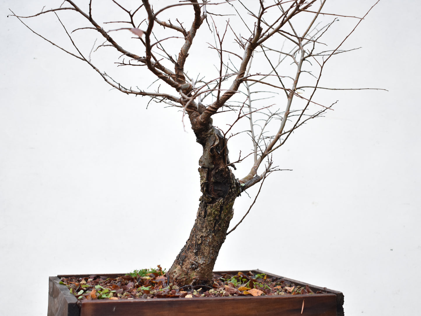 OLMO CHINO (Ulmus Parvifolia)