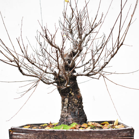 OLMO SIBERIANO (Ulmus Pumila)