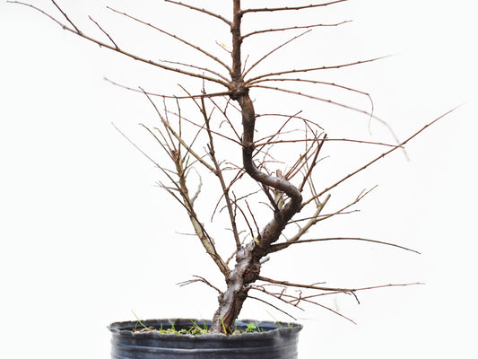 OLMO CHINO (Ulmus Parvifolia)