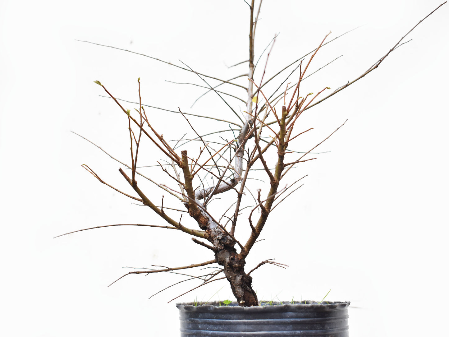 OLMO CHINO (Ulmus Parvifolia)