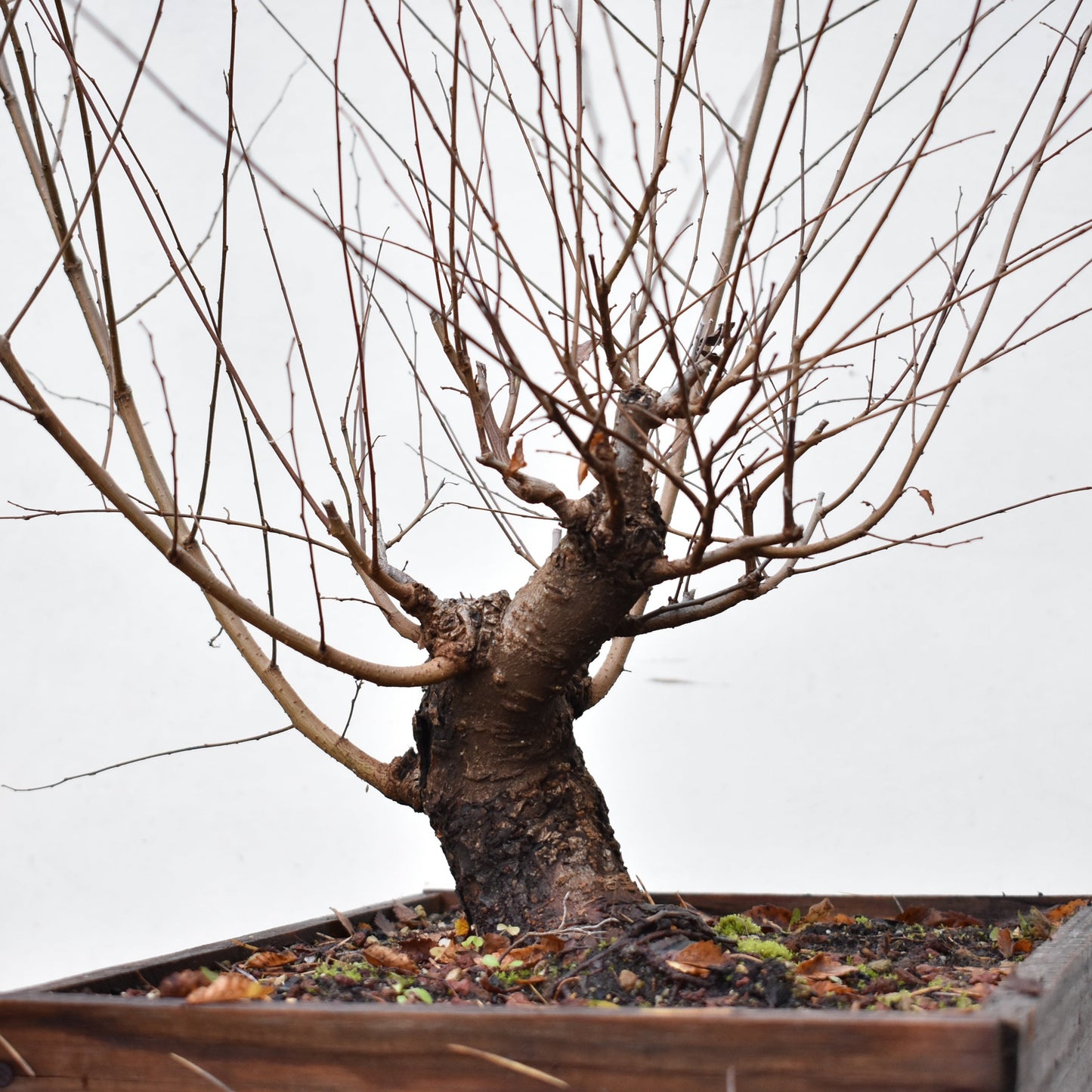 OLMO SIBERIANO (Ulmus Pumila)