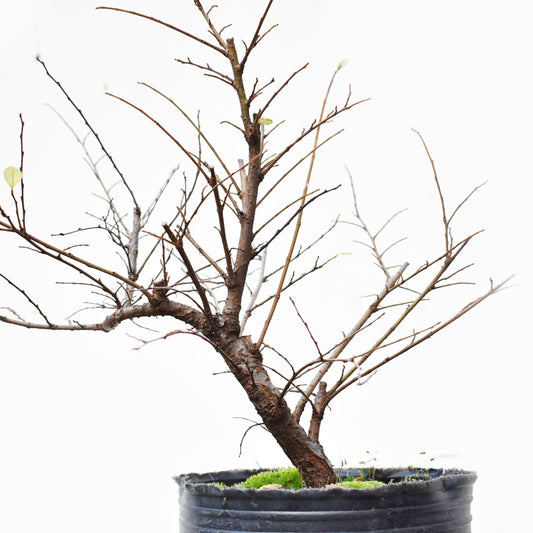 OLMO CHINO (Ulmus Parvifolia)