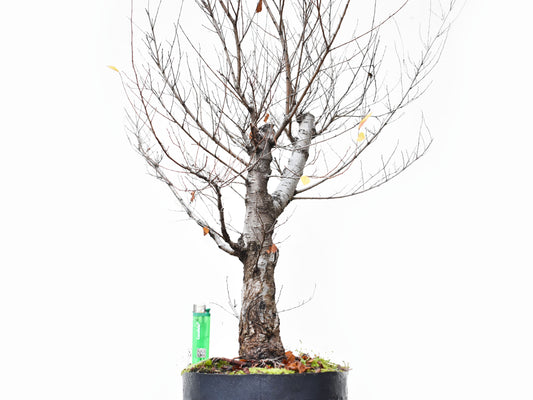 OLMO SIBERIANO (Ulmus Pumila)