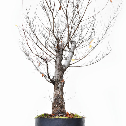 OLMO SIBERIANO (Ulmus Pumila)