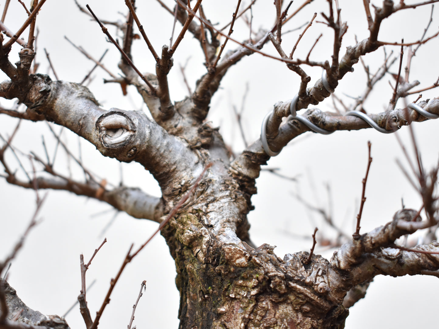 OLMO SIBERIANO (Ulmus Pumila) (copia)