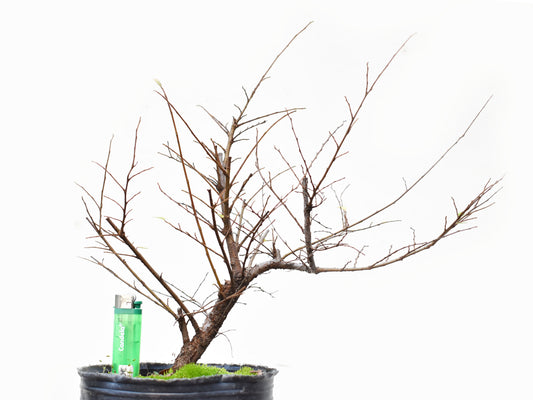 OLMO CHINO (Ulmus Parvifolia)