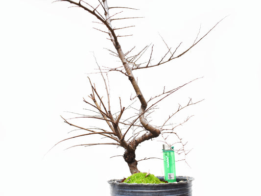 OLMO CHINO (Ulmus Parvifolia)