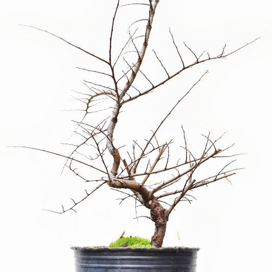 OLMO CHINO (Ulmus Parvifolia)