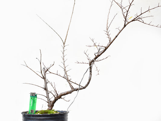 OLMO CHINO (Ulmus Parvifolia)