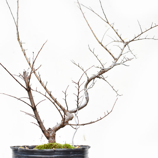 OLMO CHINO (Ulmus Parvifolia)