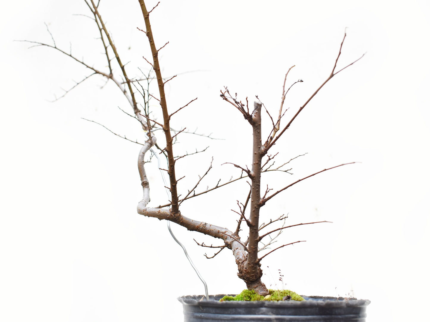 OLMO CHINO (Ulmus Parvifolia)