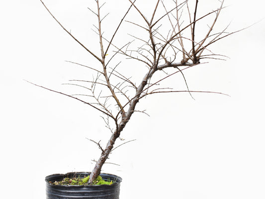 OLMO CHINO (Ulmus Parvifolia)