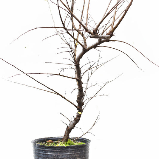 OLMO CHINO (Ulmus Parvifolia)