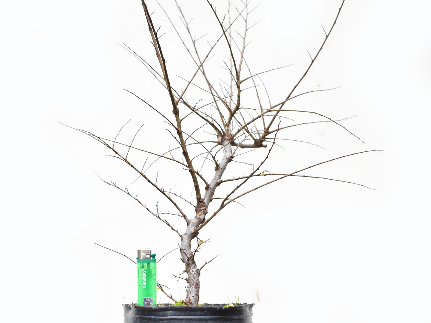 OLMO CHINO (Ulmus Parvifolia)