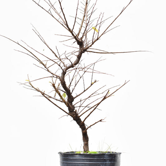 OLMO CHINO (Ulmus Parvifolia)