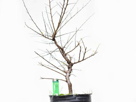 OLMO CHINO (Ulmus Parvifolia)